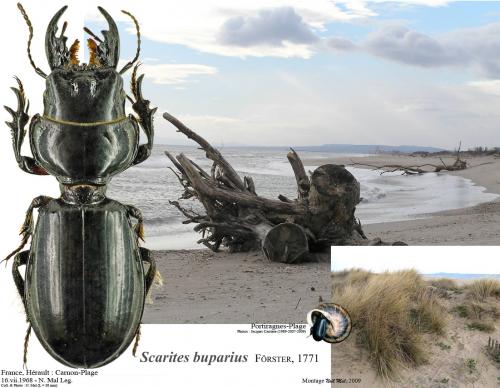 Scarites buparius