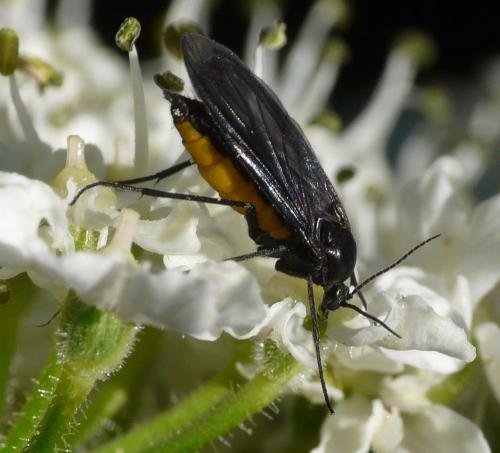 Réf. 41 733 : Sciara sp.