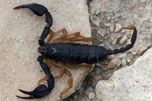 Euscorpius sp.