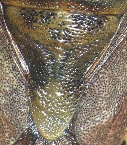 Carpocoris pudicus