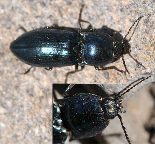 Selatosomus aeneus