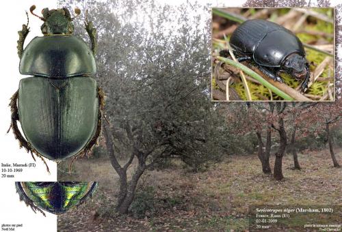 Réf. 41 698 : Sericotrupes niger