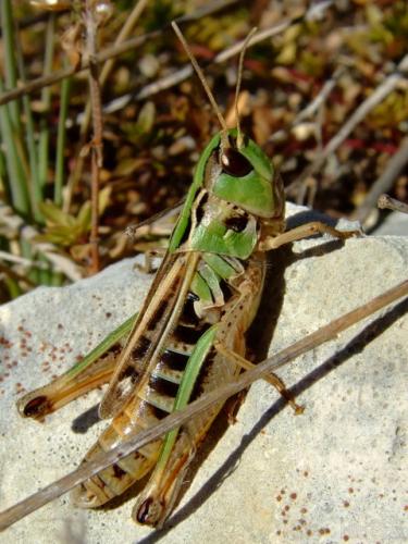Stenobothrus nigromaculatus nigromaculatus