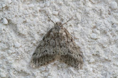 Tephronia cremiaria