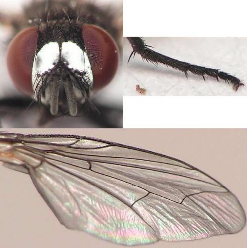 Réf. 41 744 : Metopia argyrocephala