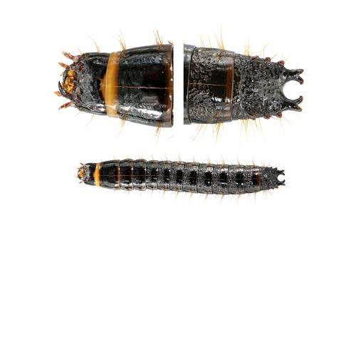 Stenagostus rhombeus