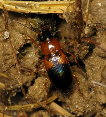 Réf. 41 269 : Stenolophus teutonus
