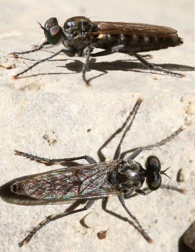 Réf. 41 535 : Stichopogon sp.