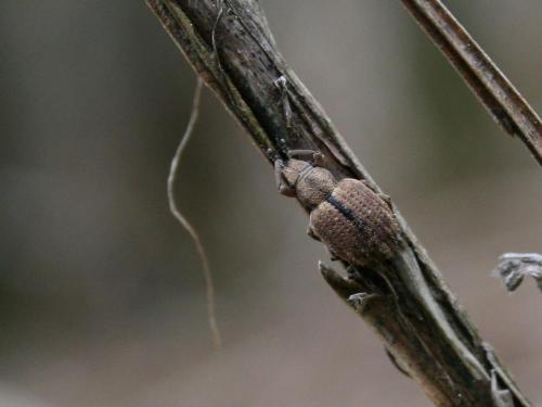 Réf. 41 429 : Strophosoma melanogrammum