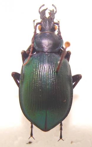 Calosoma sycophanta