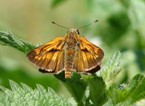 Ochlodes sylvanus
