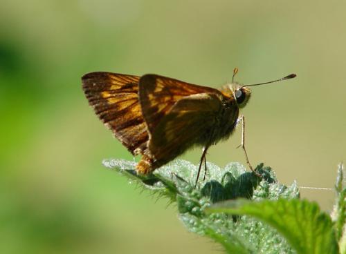 Ochlodes sylvanus