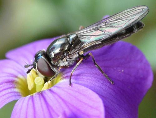 Réf. 41 610 : Platycheirus albimanus