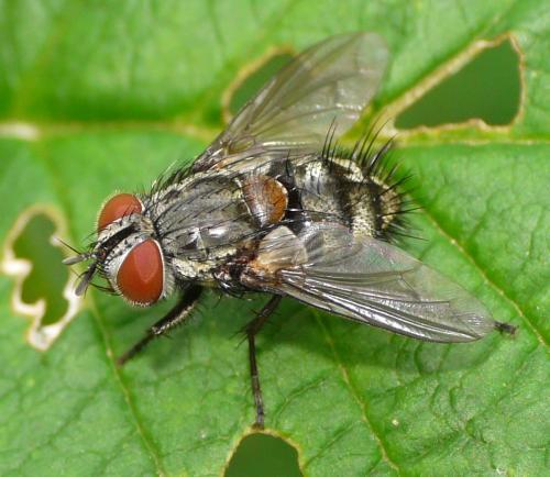 Carcelia lucorum