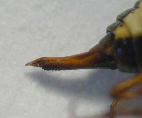 Boreus hyemalis
