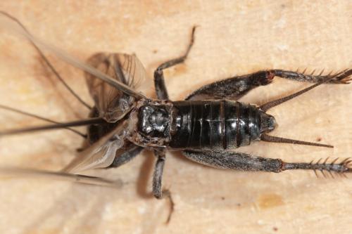 Eumodicogryllus bordigalensis bordigalensis