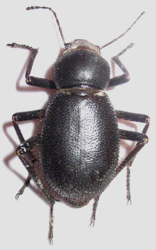 Trachyderma hispida