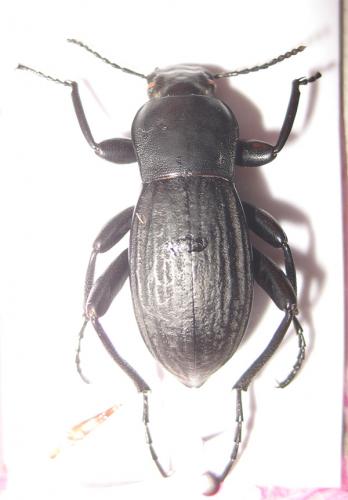 Réf. 41 435 : Prosodes sp.