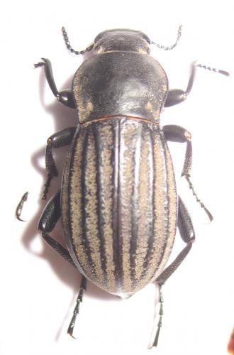 Prosodes sp.