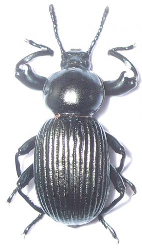 Réf. 41 438 : Catamerus revoili