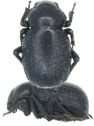 Pimelia sp.