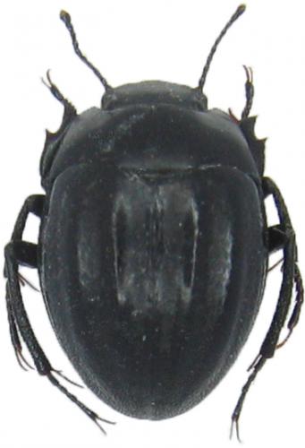 Réf. 41 176 : Erodius sp.