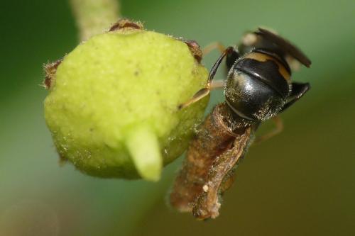 Neoascia podagrica