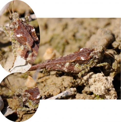 Tetrix sp.
