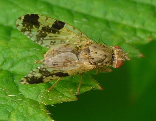 Tephritis bardanae