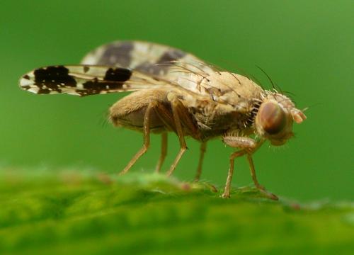 Tephritis bardanae