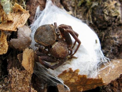 Xysticus sp.