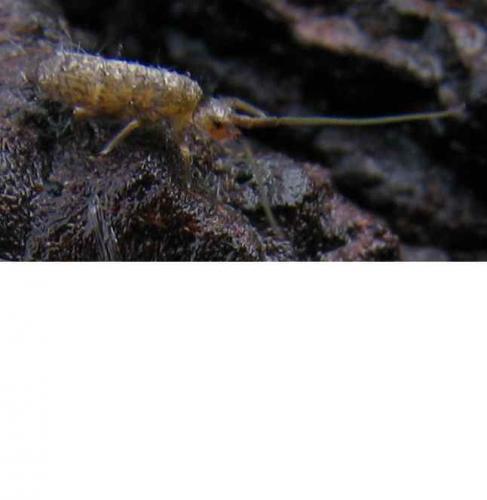 Réf. 41 882 : Pogonognathellus sp.