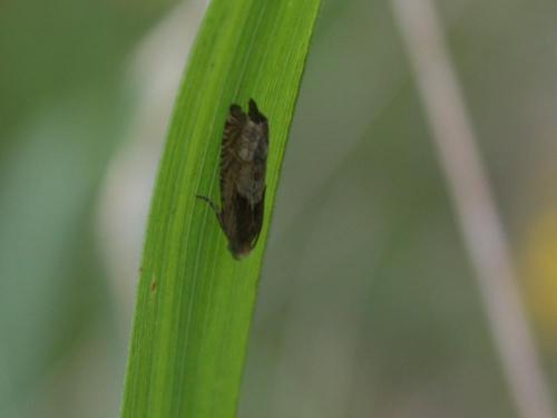 Eucosma sp.