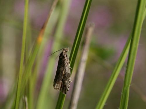 Réf. 41 986 : Ancylis sp.