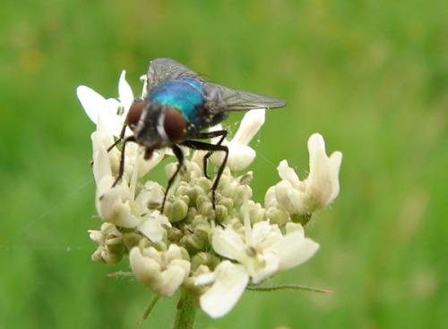 Lucilia sp.