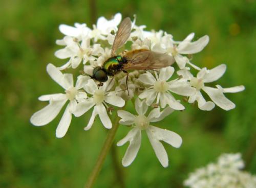 Chloromyia formosa