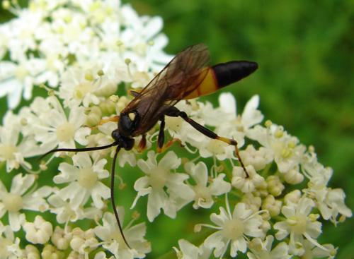 Réf. 41 184 : Ichneumon sp.