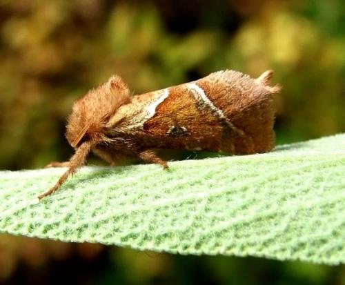 Triodia sylvina