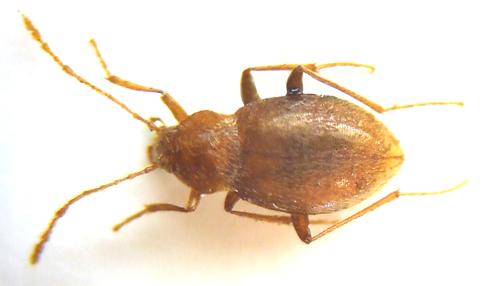 Troglophyes ludovici