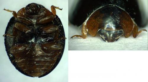 Réf. 41 809 : Exochomus concavus troberti