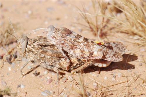 Tuarega insignis