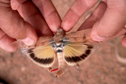 Tuarega insignis