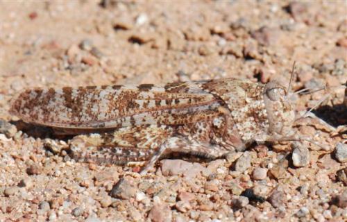 Tuarega insignis
