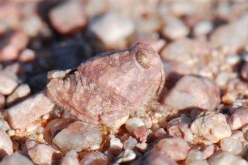 Tuarega insignis