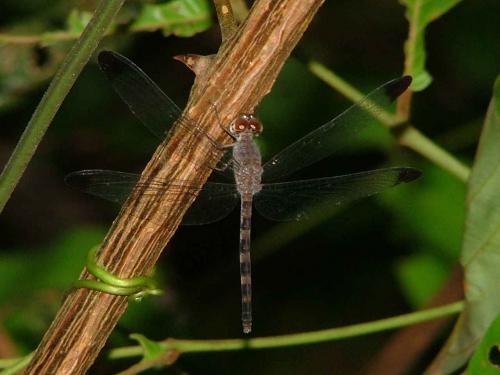 Uracis sp.