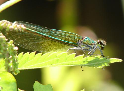 Calopteryx splendens