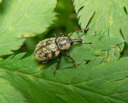 Liparus germanus