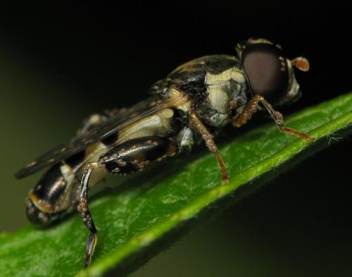 Réf. 41 260 : Syritta pipiens