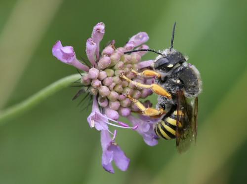 Réf. 41 684 : Trachusa interrupta