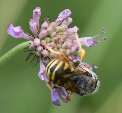 Trachusa interrupta